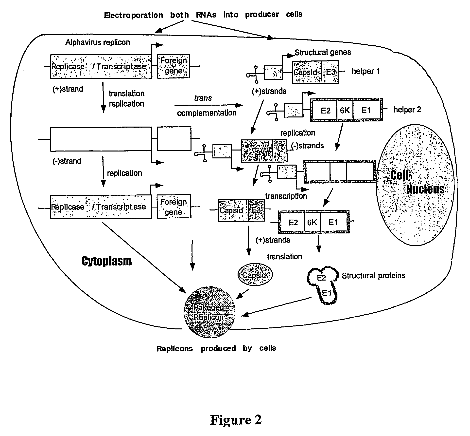 Packaging cell lines for the continuous production of alphavirus vectors