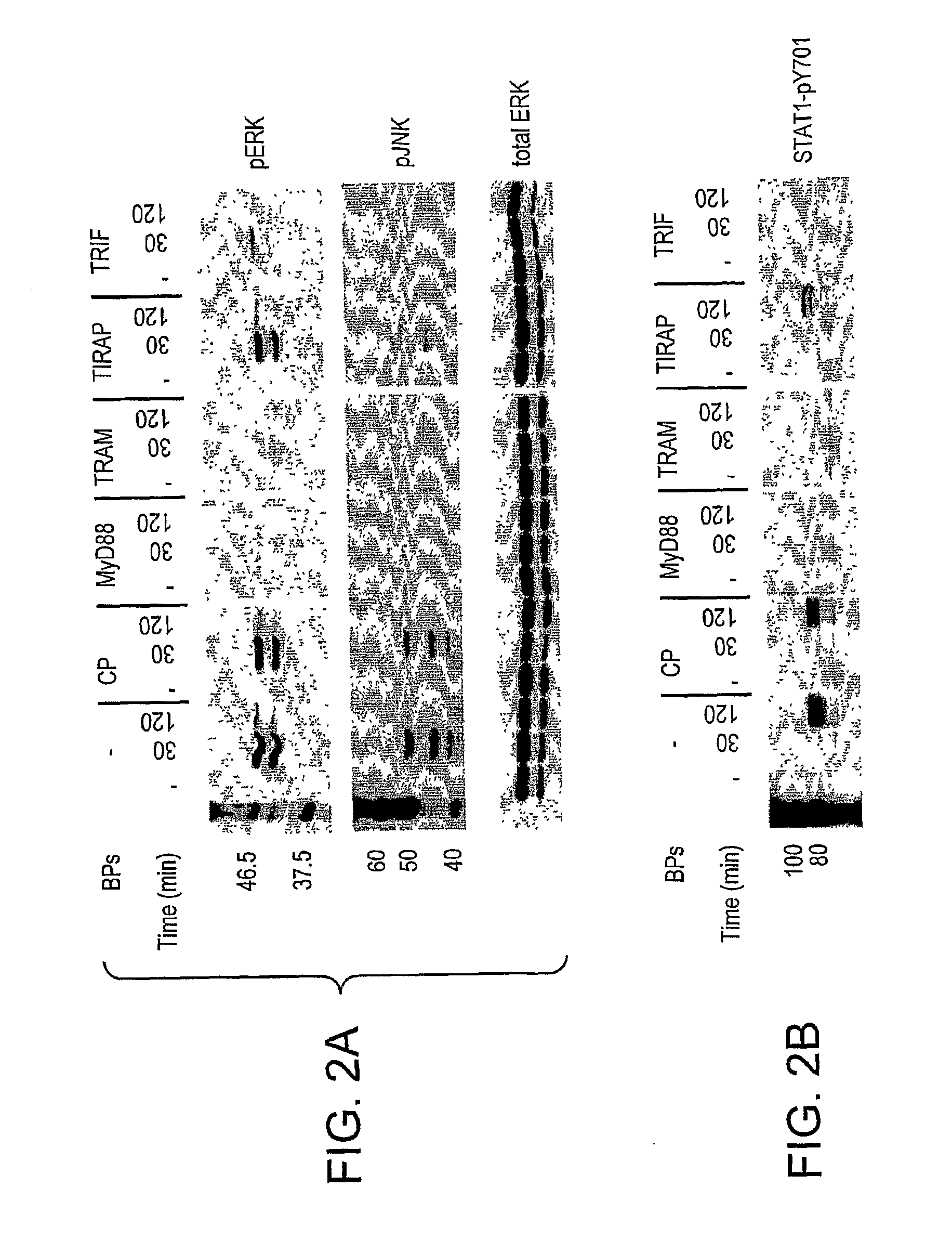 Selective Inhibition of TLR4 Signaling