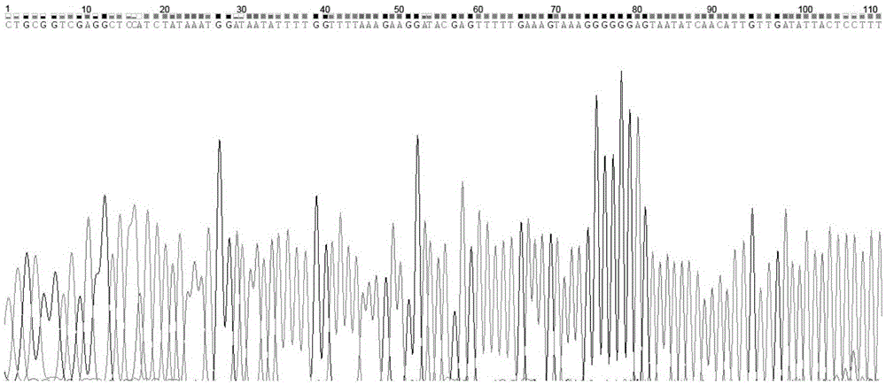 Target bar code gene of bar codes of plants in18 species in melilotus miller and preparation method thereof