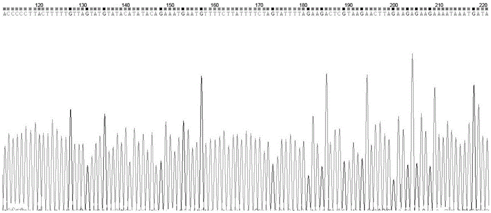 Target bar code gene of bar codes of plants in18 species in melilotus miller and preparation method thereof