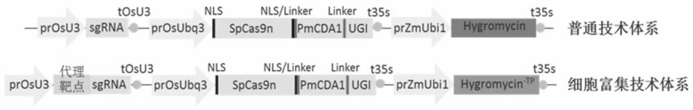 Cell enrichment technology and its application of c·t base substitution using mutated screening agent resistance gene as reporter system