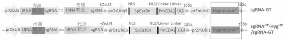 Cell enrichment technology and its application of c·t base substitution using mutated screening agent resistance gene as reporter system