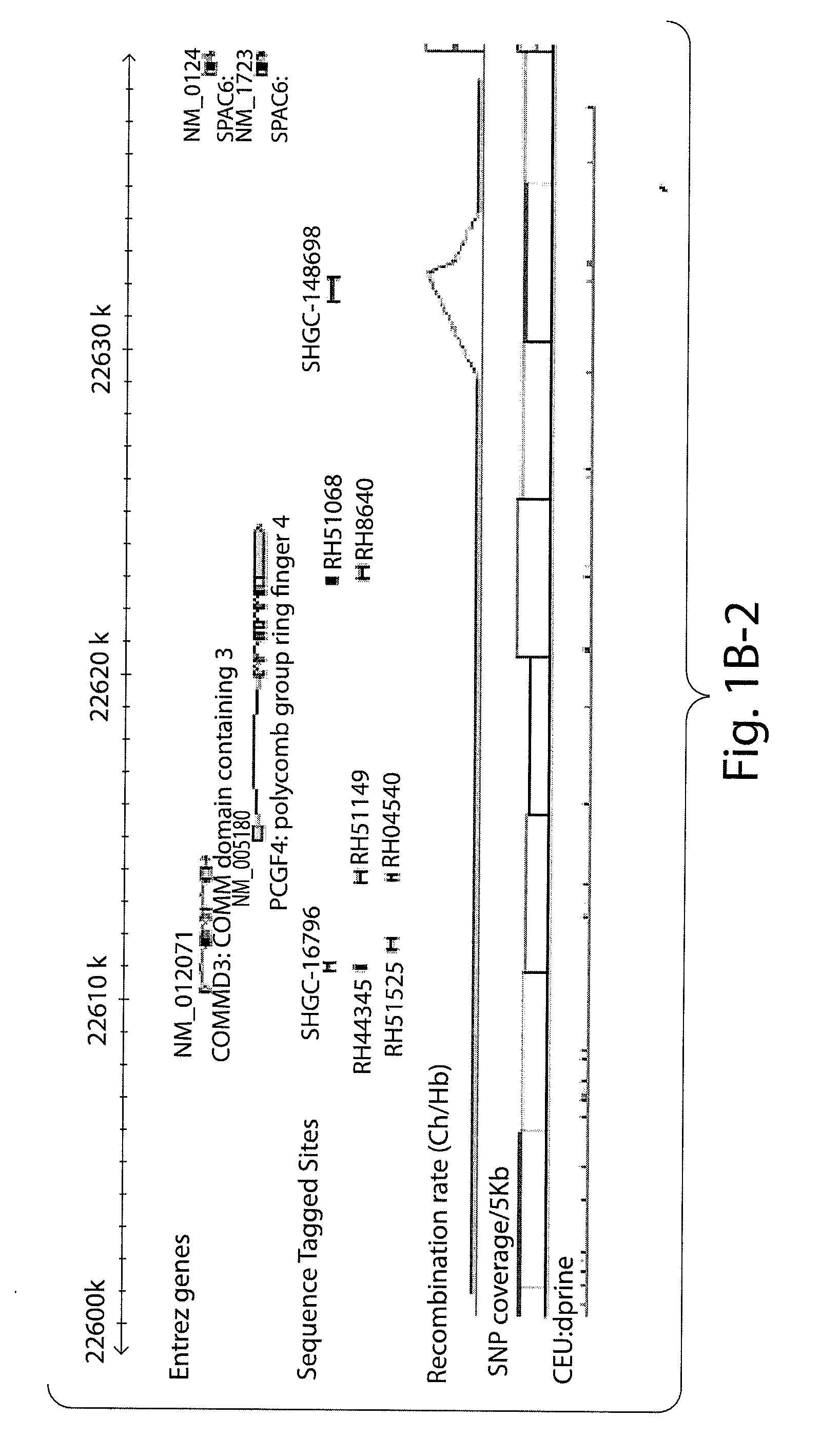 Prognostic and diagnostic method for cancer therapy