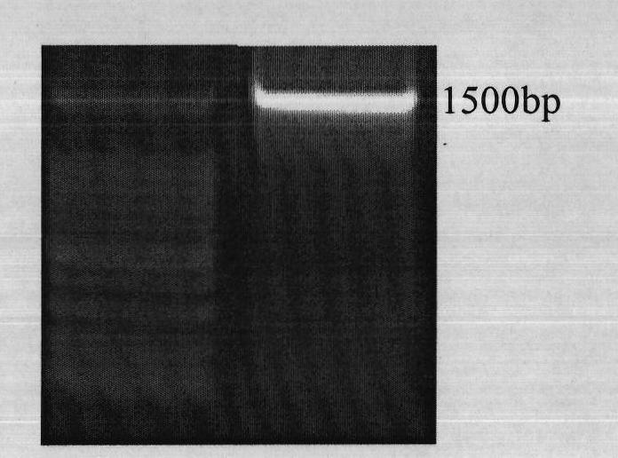 Peanut ferrous transport protein as well as encoding gene and application thereof