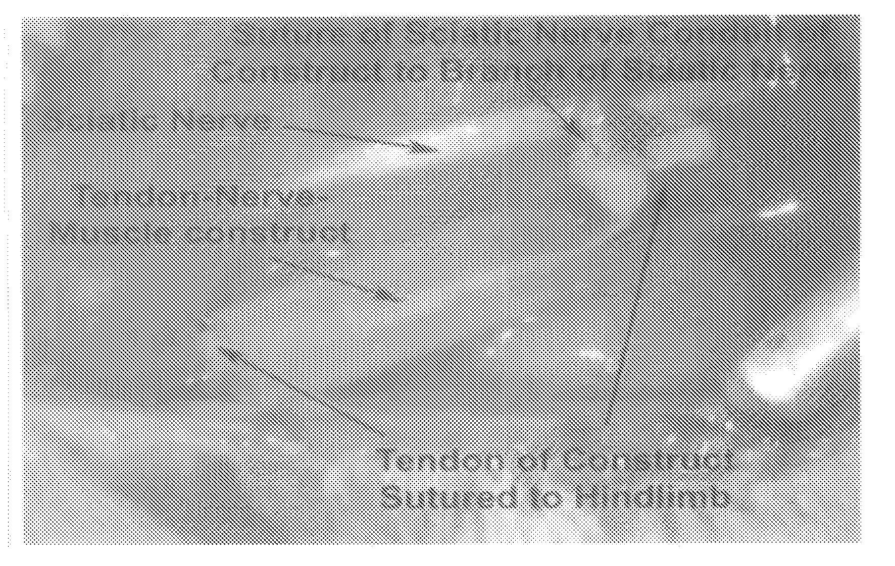 System and Method for Forming Skeletal Muscle Constructs Having Functional Tissue Interfaces