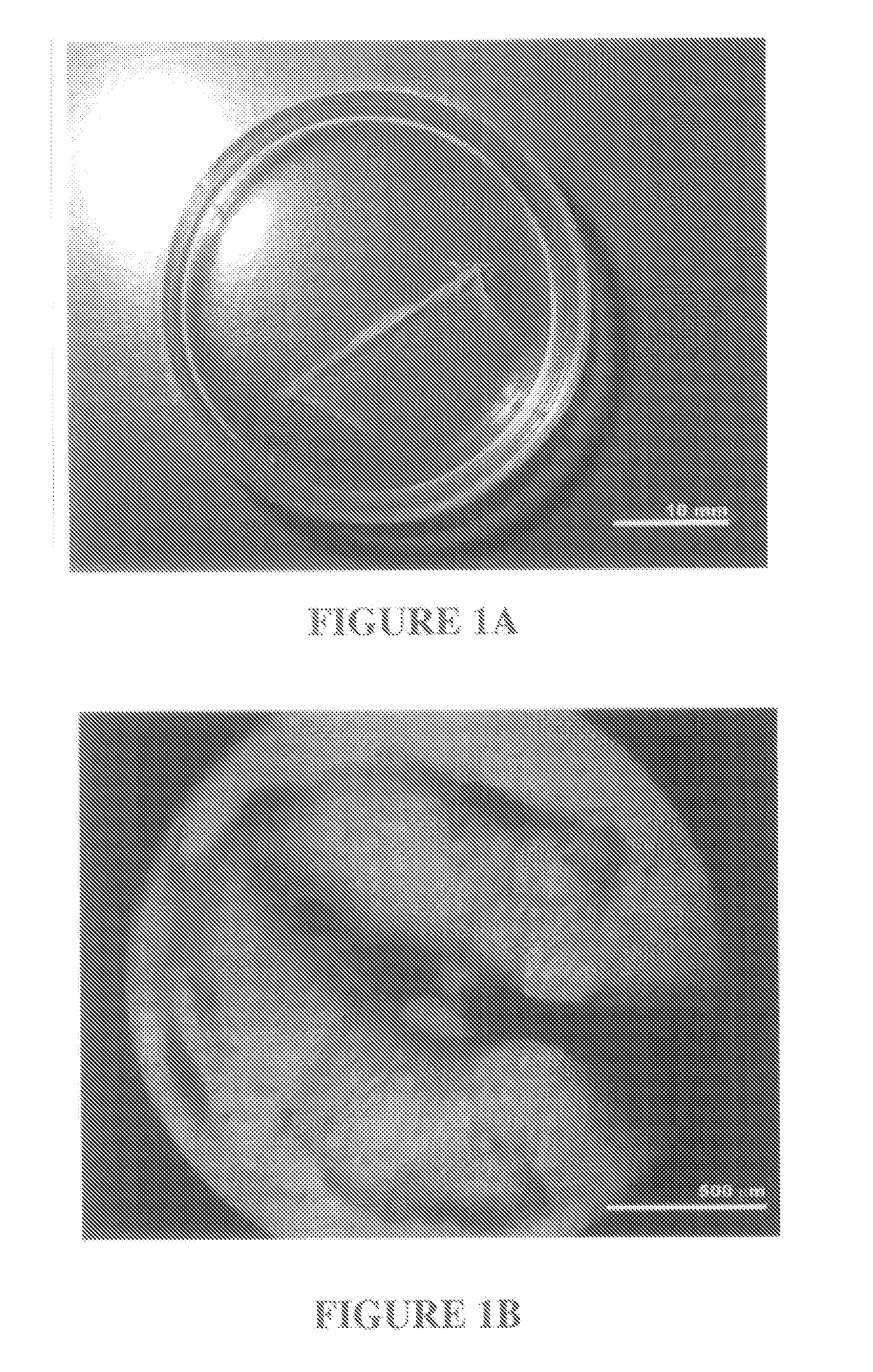 System and Method for Forming Skeletal Muscle Constructs Having Functional Tissue Interfaces