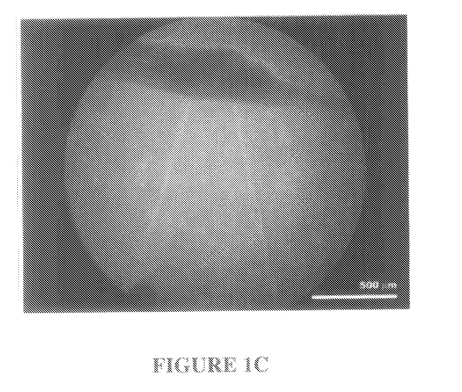 System and Method for Forming Skeletal Muscle Constructs Having Functional Tissue Interfaces