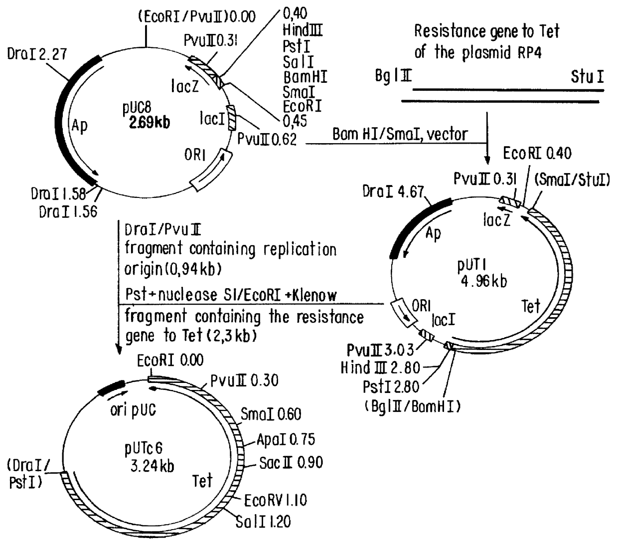 Vector for expression of heterologous protein and methods for extracting recombinant protein and for purifying isolated recombinant insulin