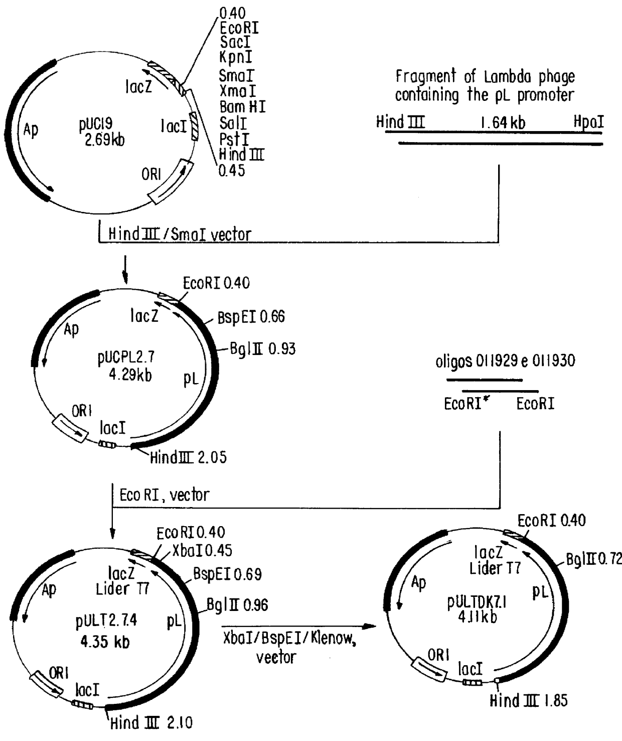 Vector for expression of heterologous protein and methods for extracting recombinant protein and for purifying isolated recombinant insulin