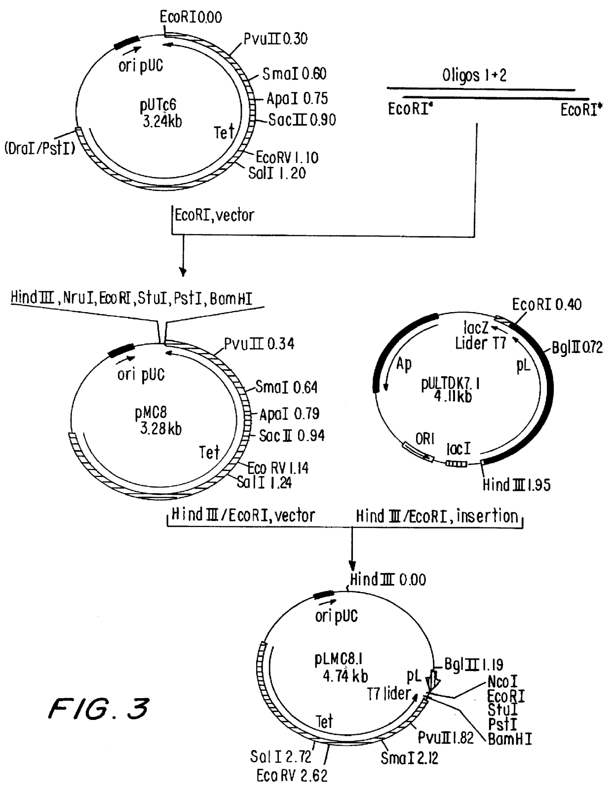 Vector for expression of heterologous protein and methods for extracting recombinant protein and for purifying isolated recombinant insulin