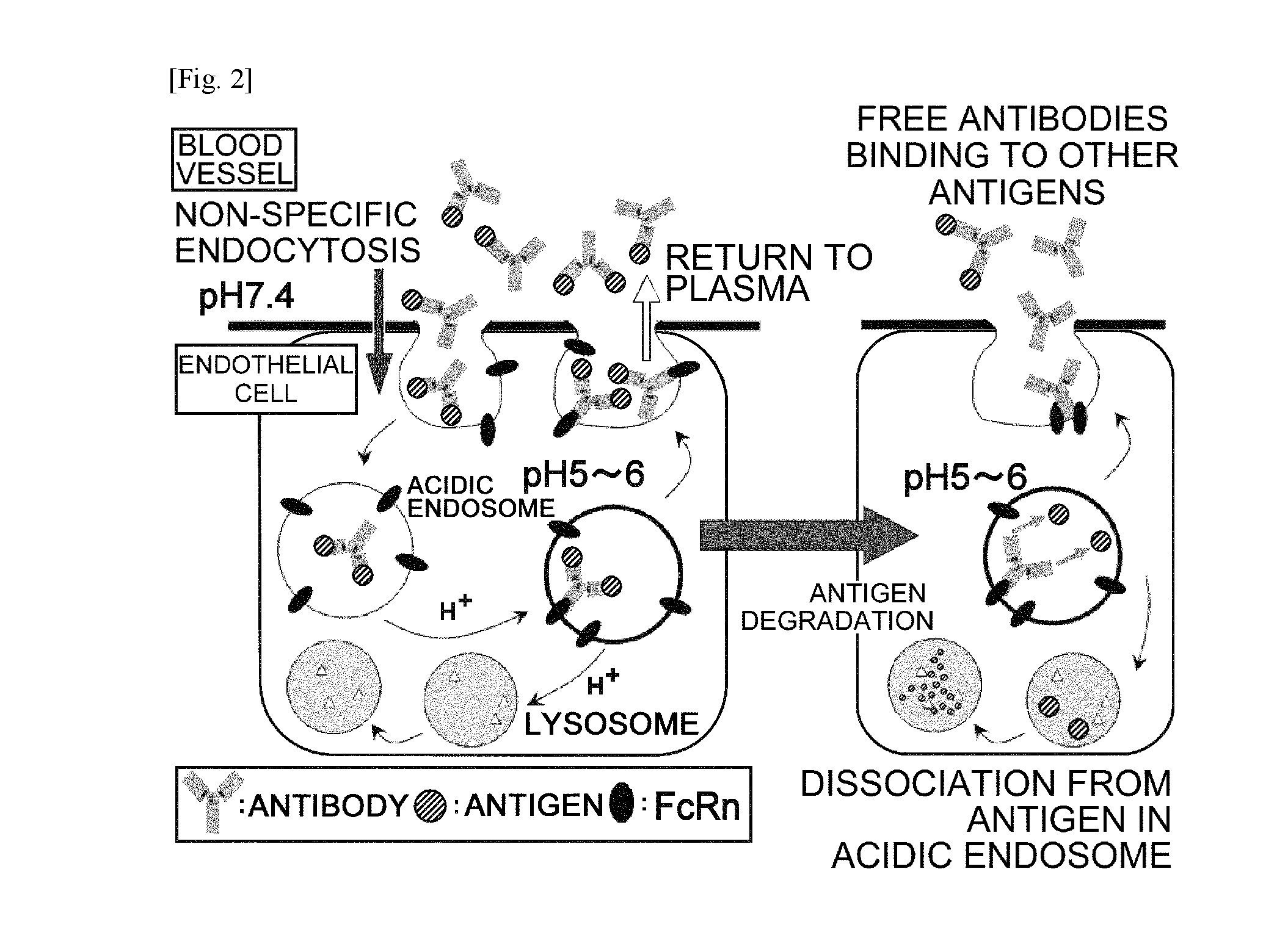 Antibodies with modified affinity to fcrn that promote antigen clearance