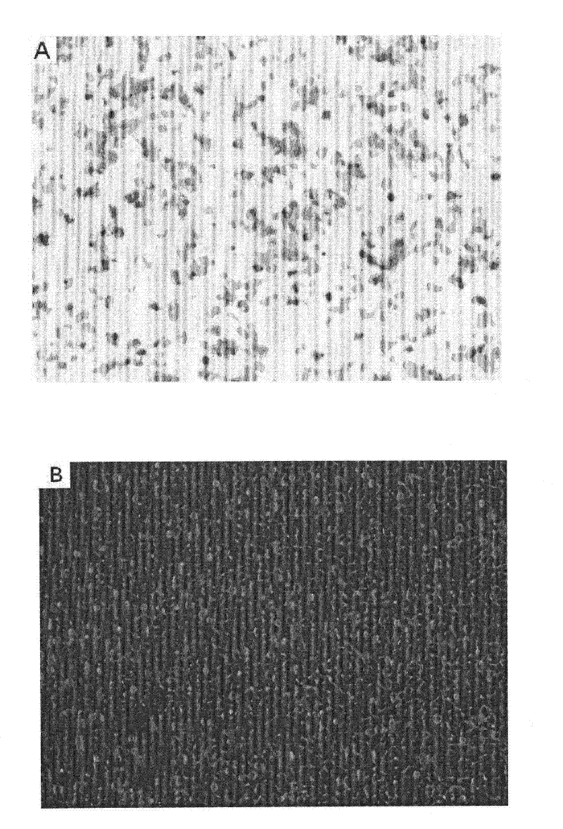 Novel shRNA for increasing animal fertility and application thereof