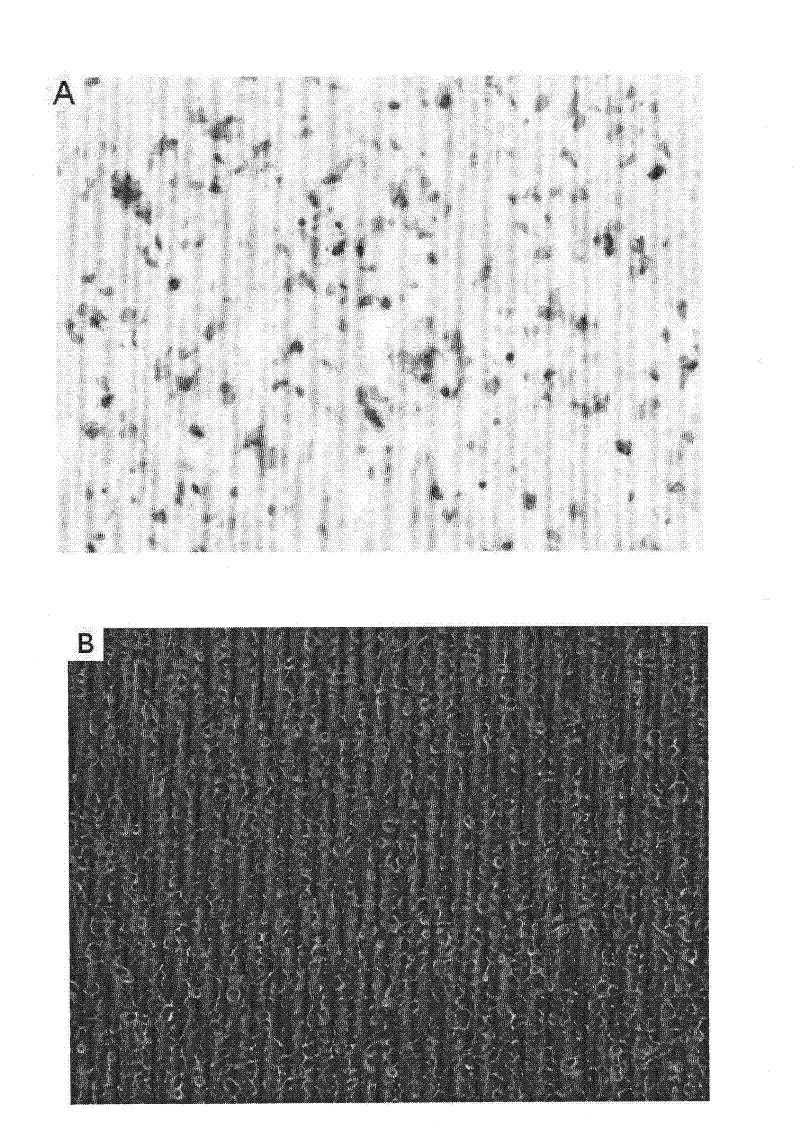 Novel shRNA for increasing animal fertility and application thereof