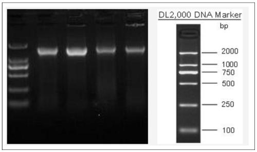 Soybean paste based on bacillus natto mutant strain as dominant bacterial system and preparation method