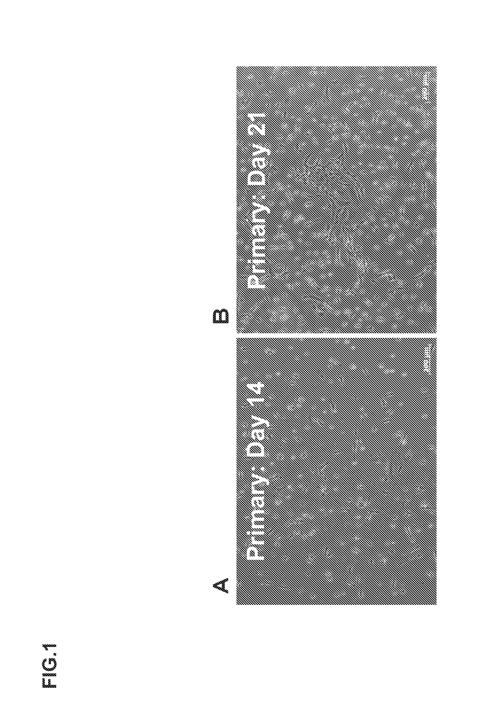 Method for preparing corneal endothelial cell