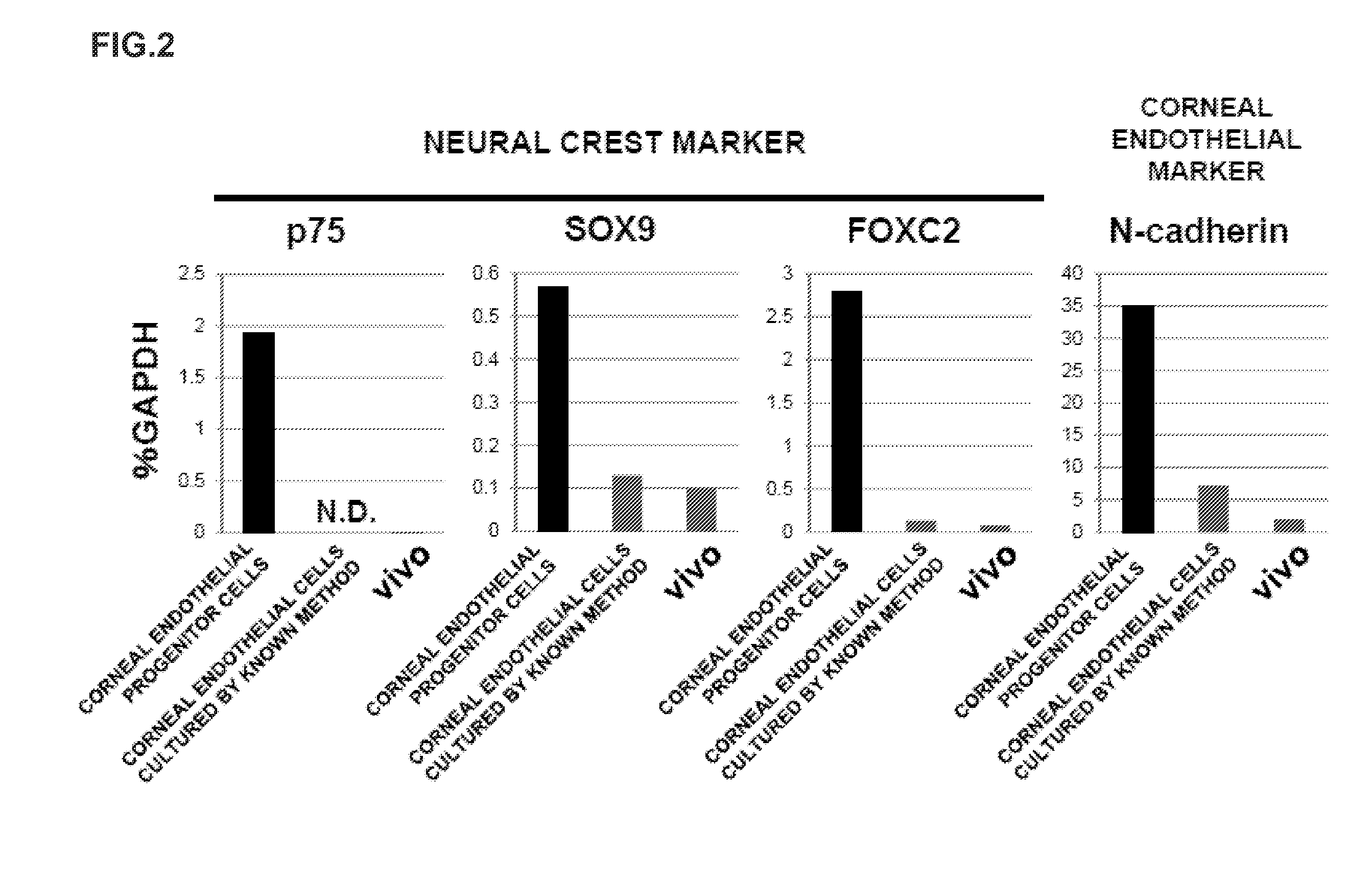 Method for preparing corneal endothelial cell