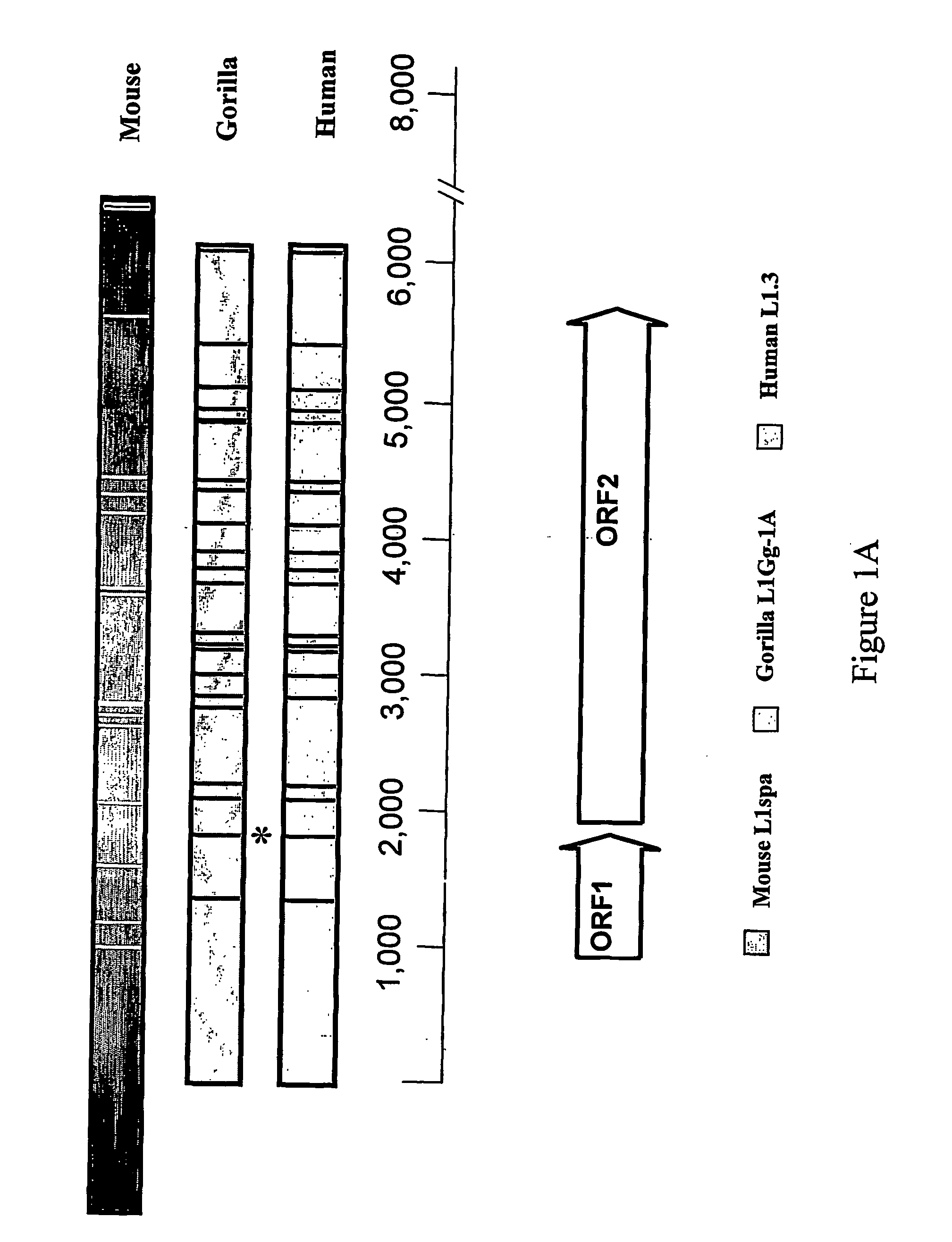 Mammalian retrotransposable elements