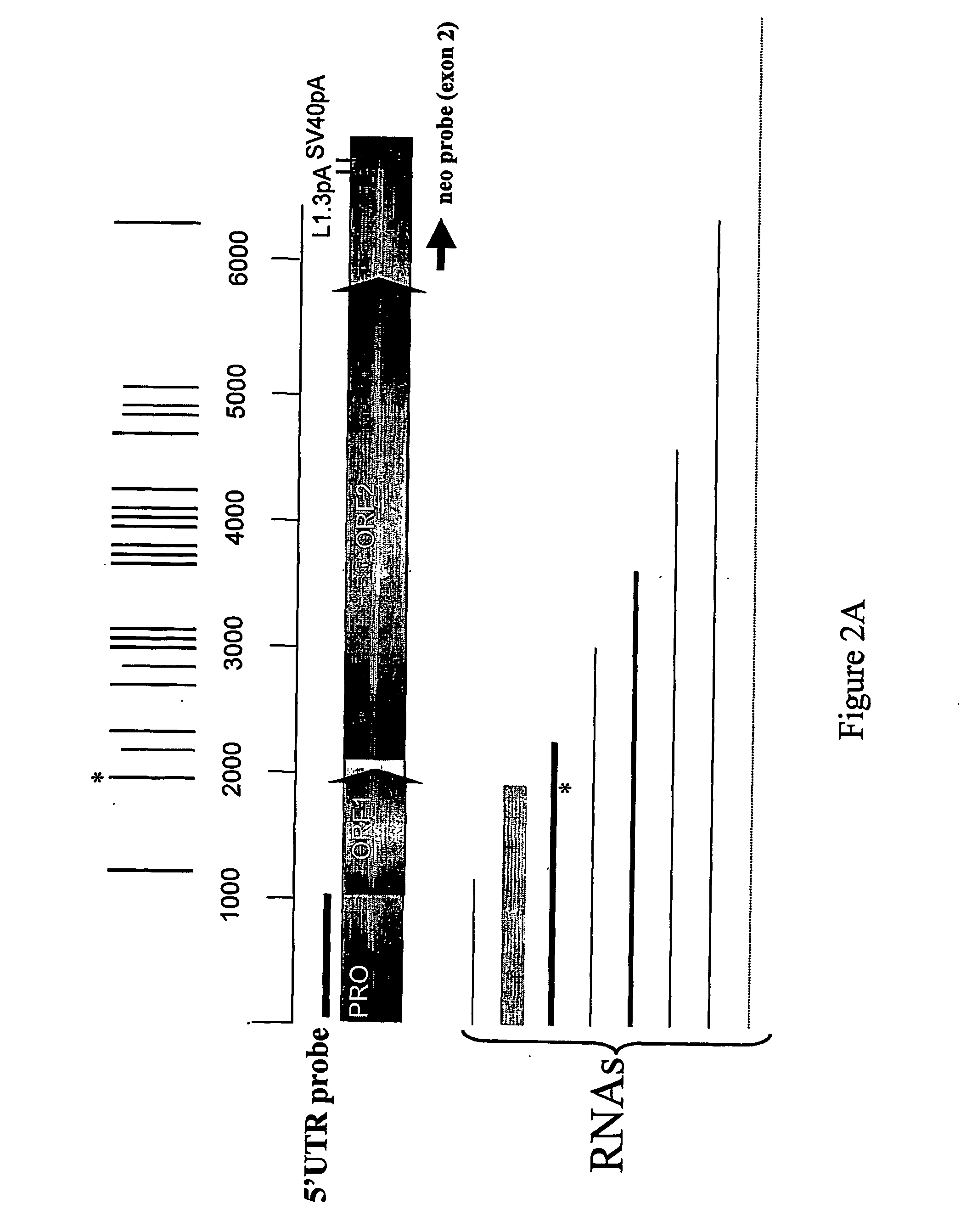 Mammalian retrotransposable elements