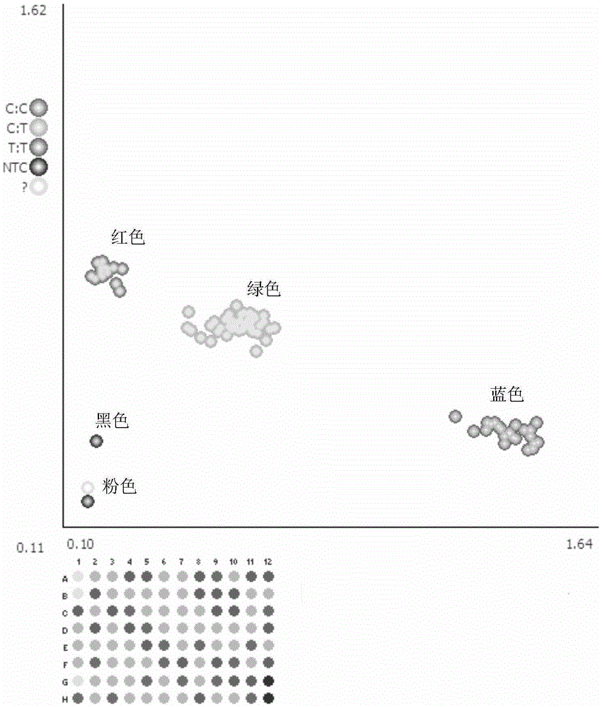 Method for transforming cucumis melo female line through high-throughout molecular marker and special primer thereof