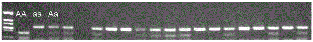 Method for transforming cucumis melo female line through high-throughout molecular marker and special primer thereof