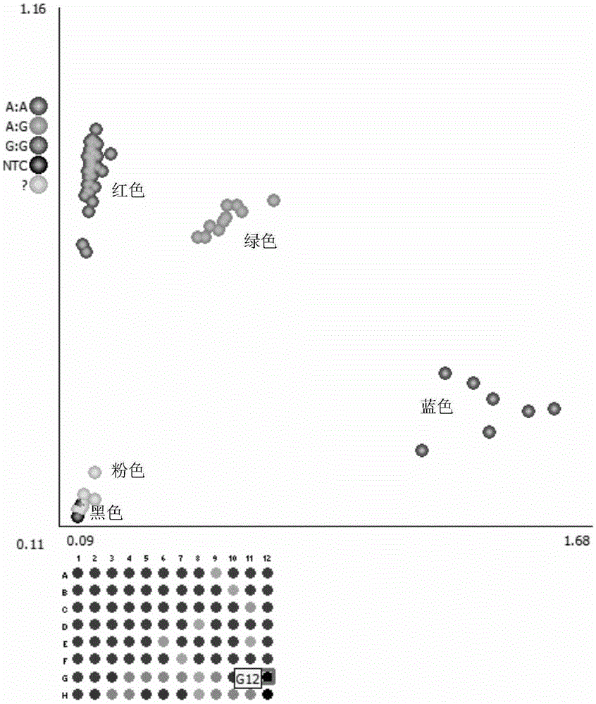 Method for transforming cucumis melo female line through high-throughout molecular marker and special primer thereof