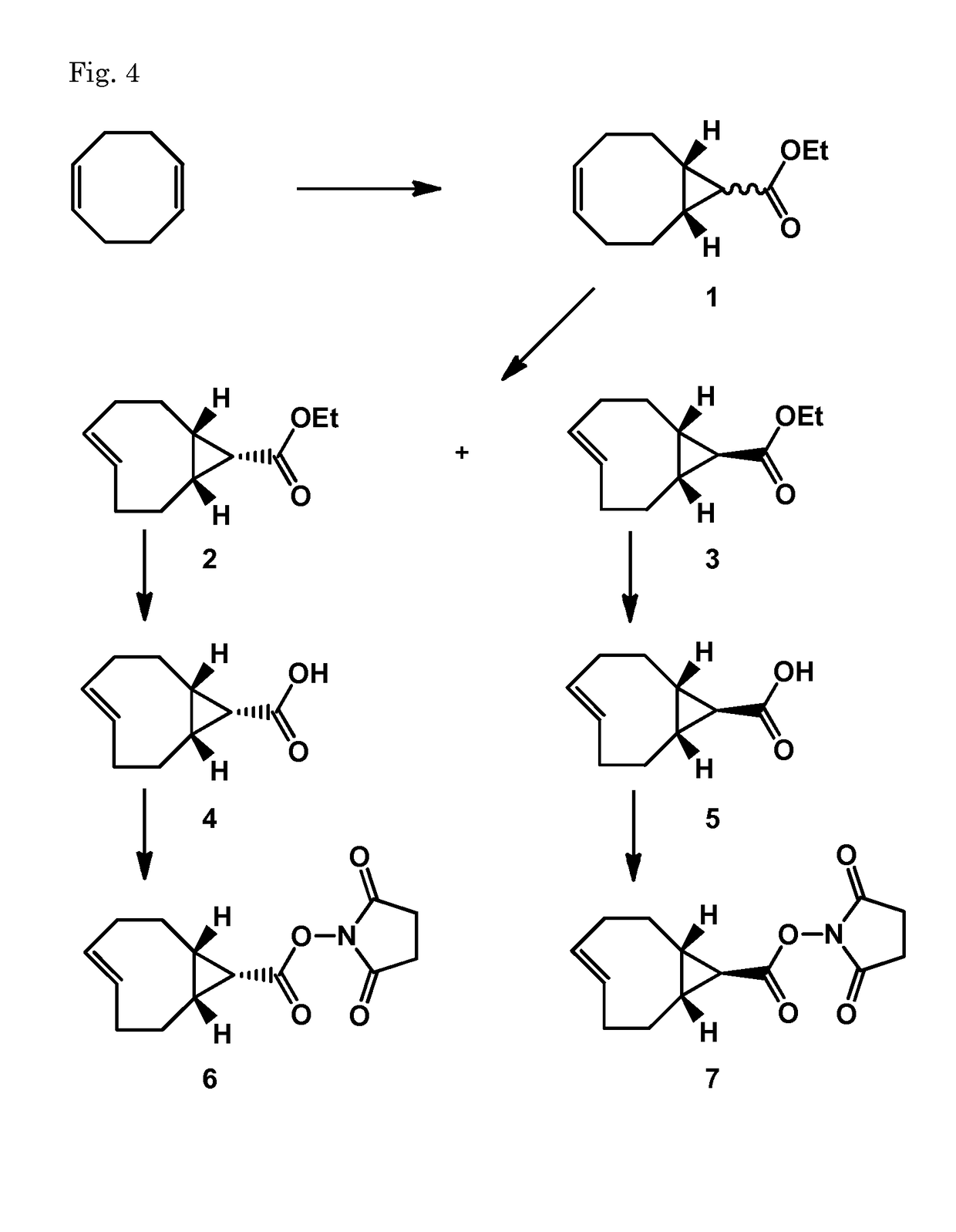 Pretargeting kit for imaging or therapy comprising a trans-cyclooctene dienophile and a diene