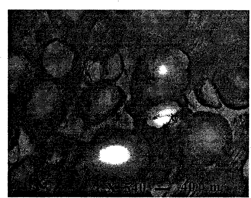 Polypropylene and blends particles thereof physical gas foaming preparation method