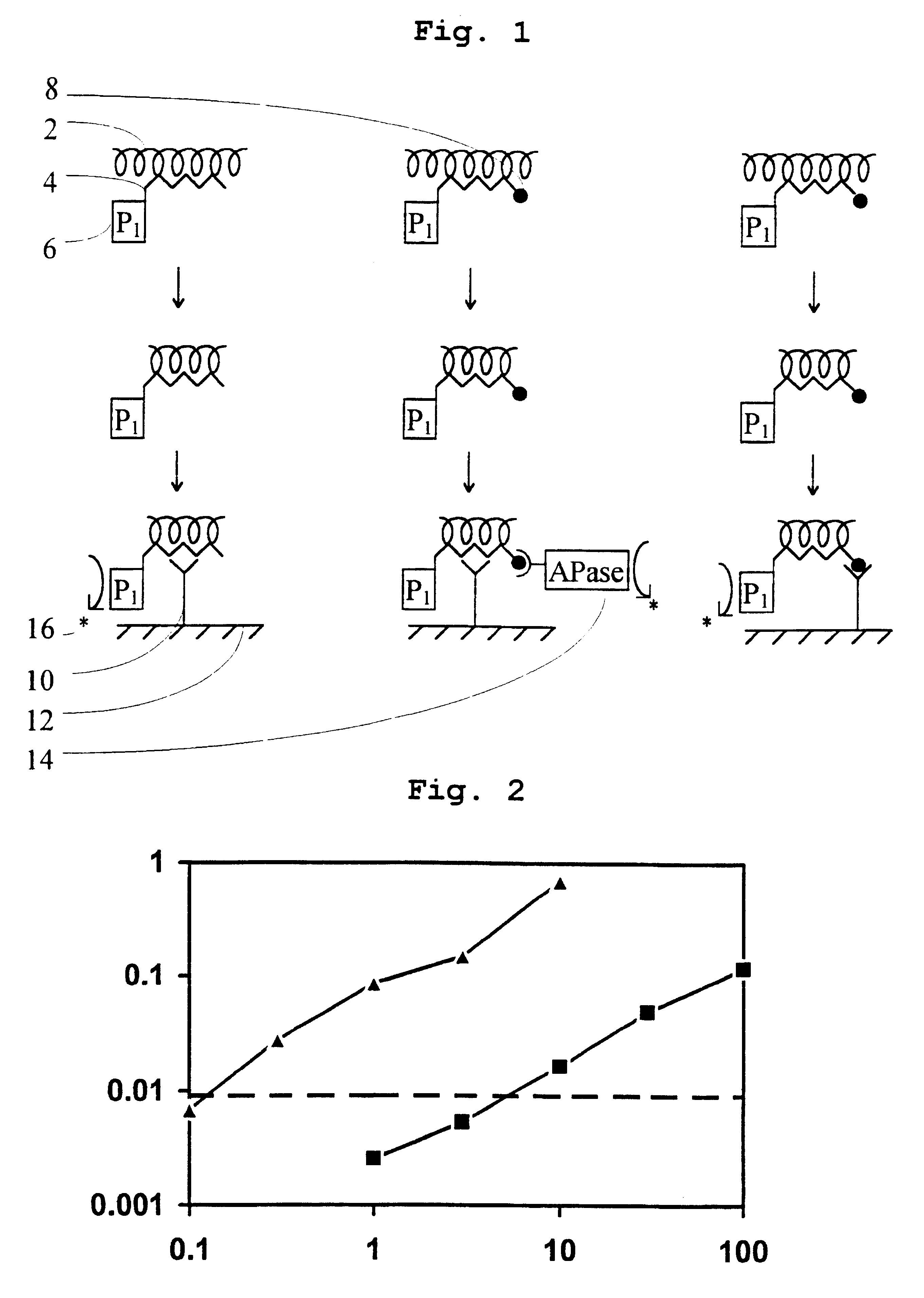 Hybridization assay for detecting a single-stranded target nucleic acid in which excess probe is destroyed