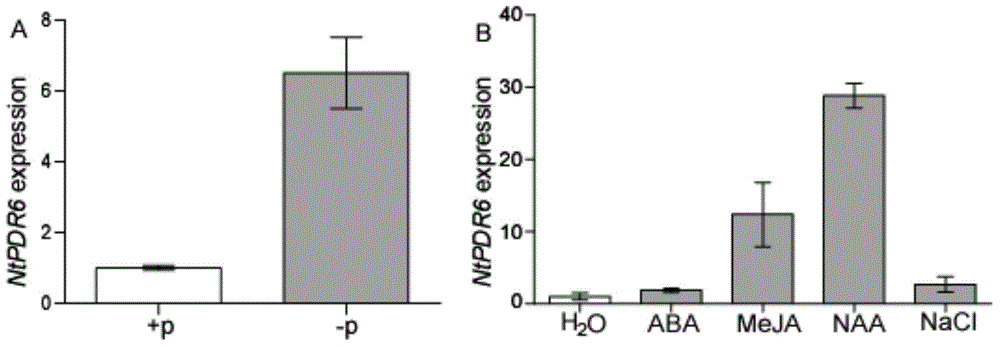 Tobacco strigolactones transport protein NtPDR6 and interference expression vector and application thereof