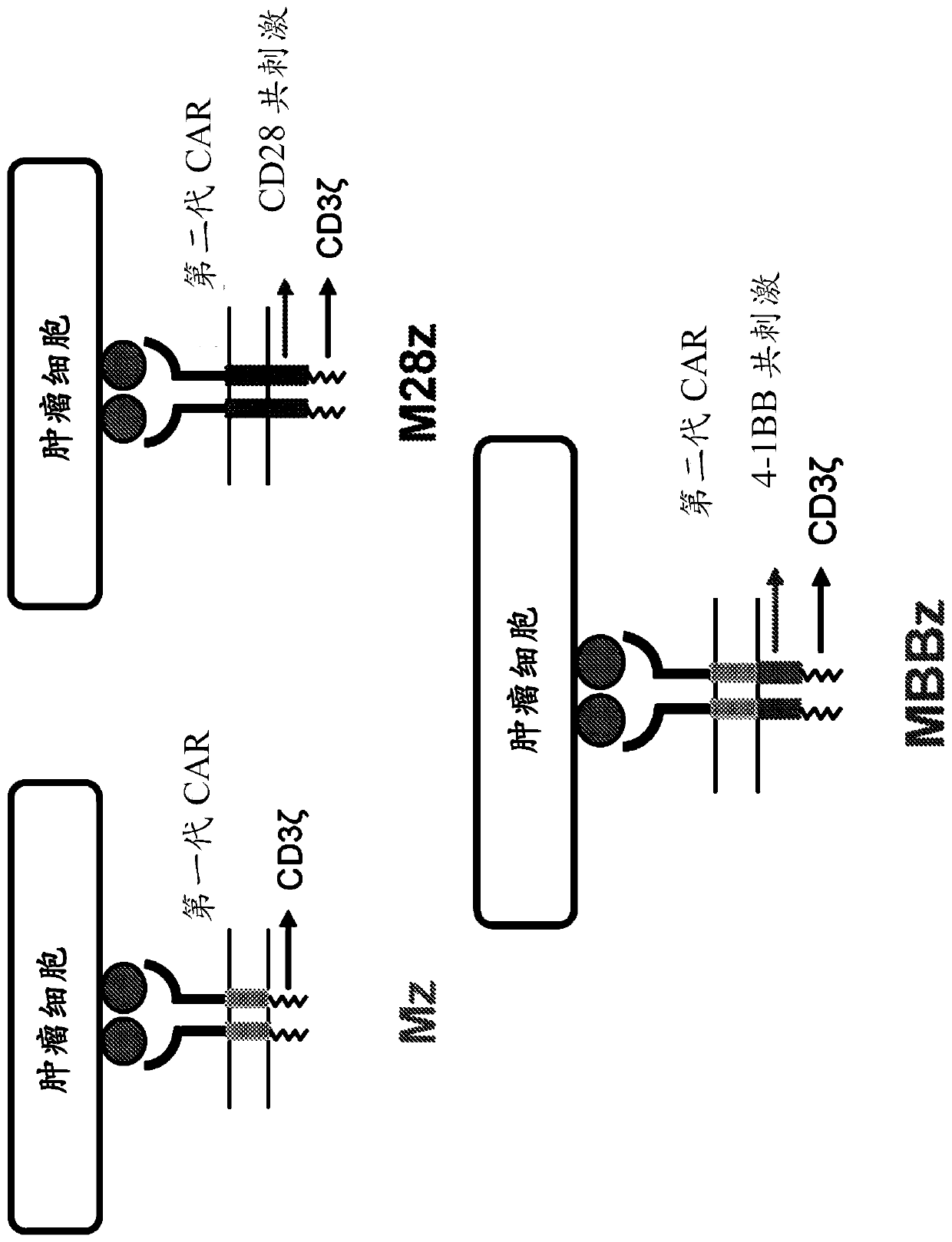 Immune cell compositions and methods of use for treating viral and other infections