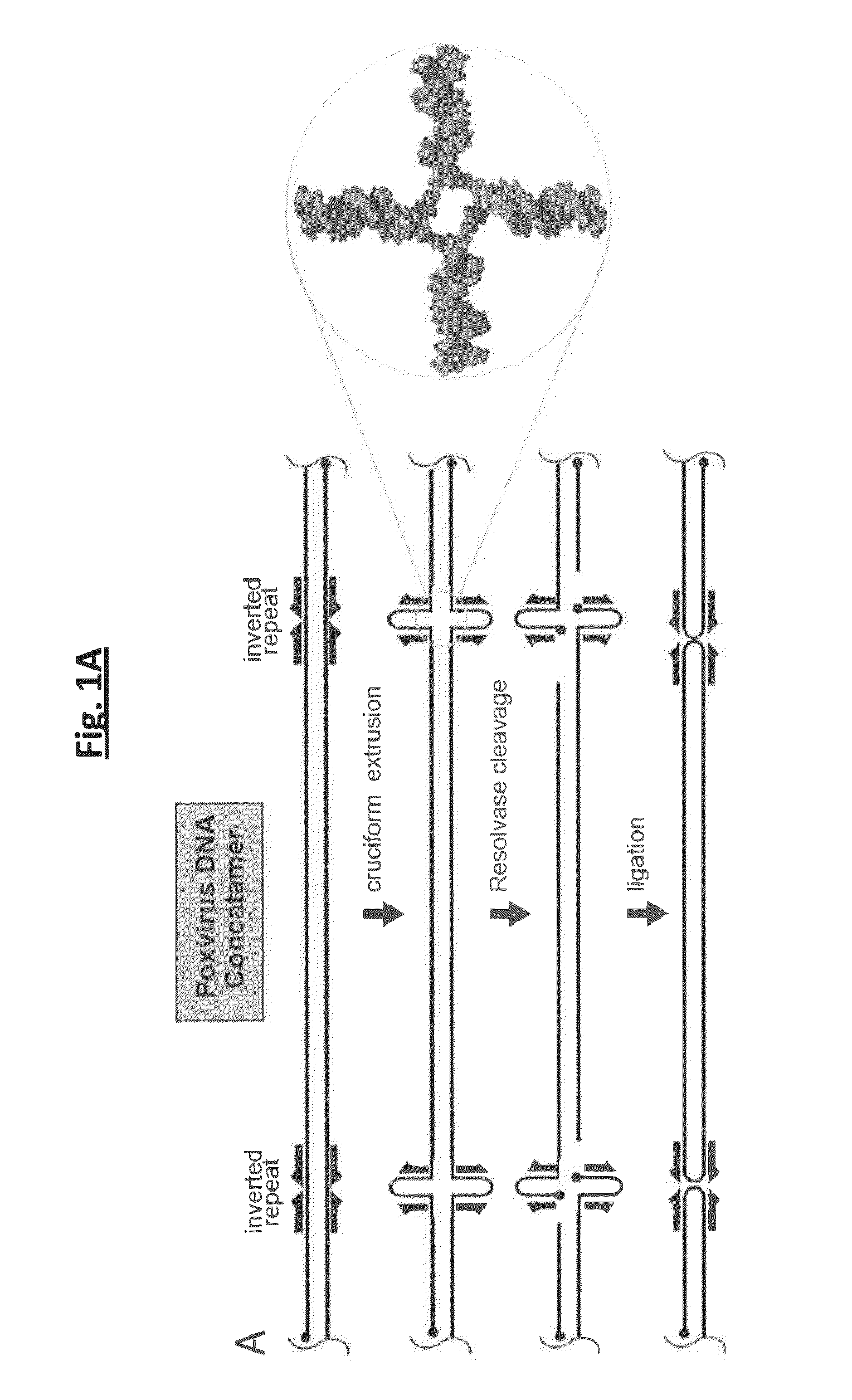 Compositions and methods for inhibiting resolvases