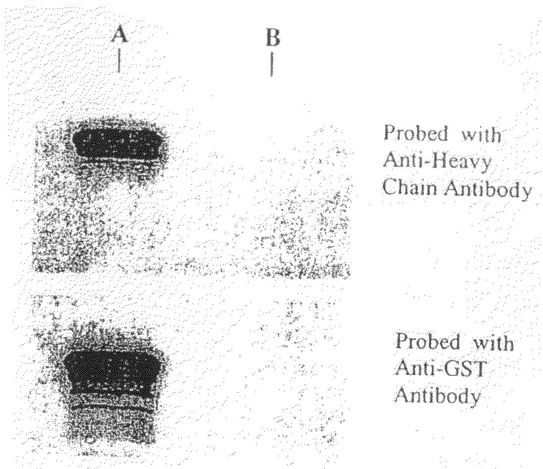 Compositions and methods for transepithelial molecular transport