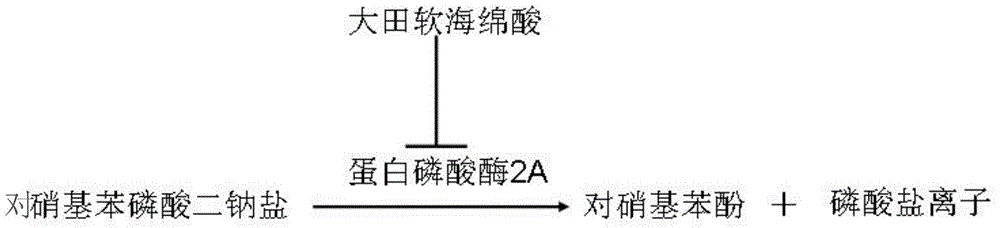 Magnetic-nanoparticle-modification-based enzyme sensor used for detecting okadaic acid and preparation method of sensor