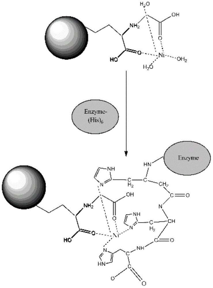 Magnetic-nanoparticle-modification-based enzyme sensor used for detecting okadaic acid and preparation method of sensor