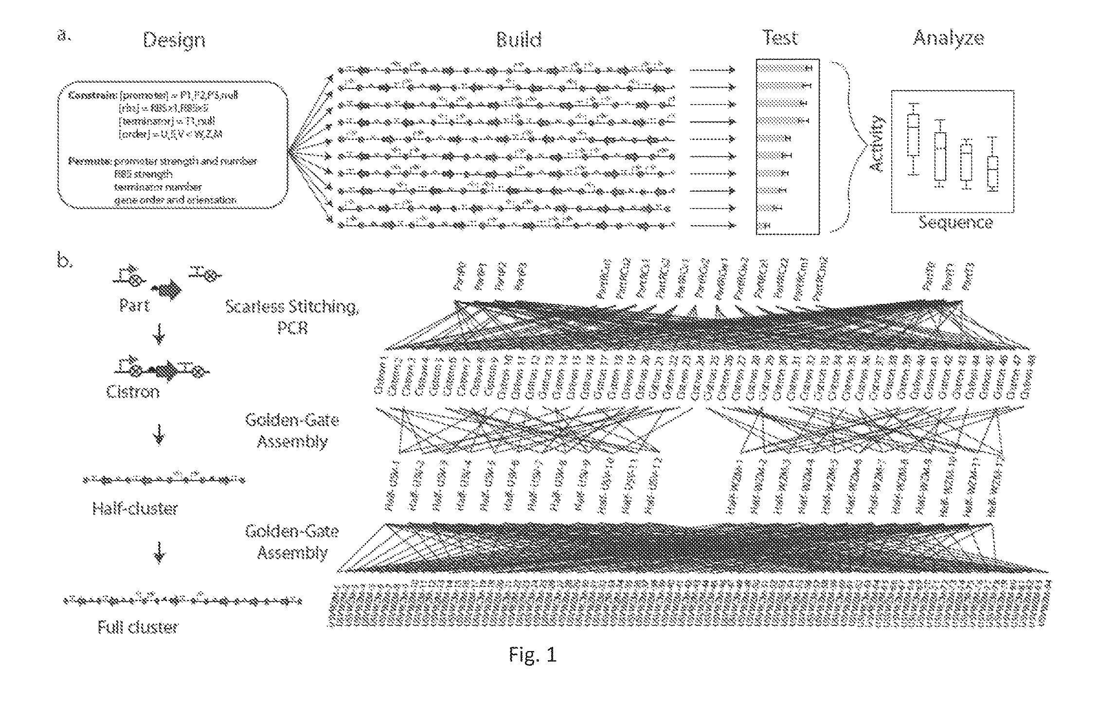 Directed evolution of synthetic gene cluster