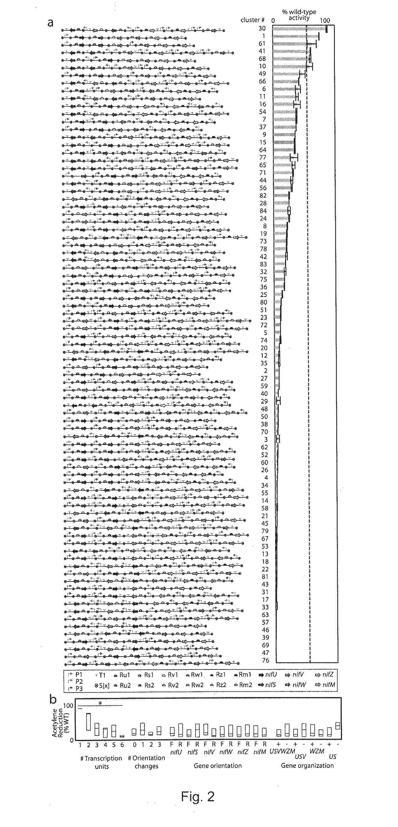 Directed evolution of synthetic gene cluster