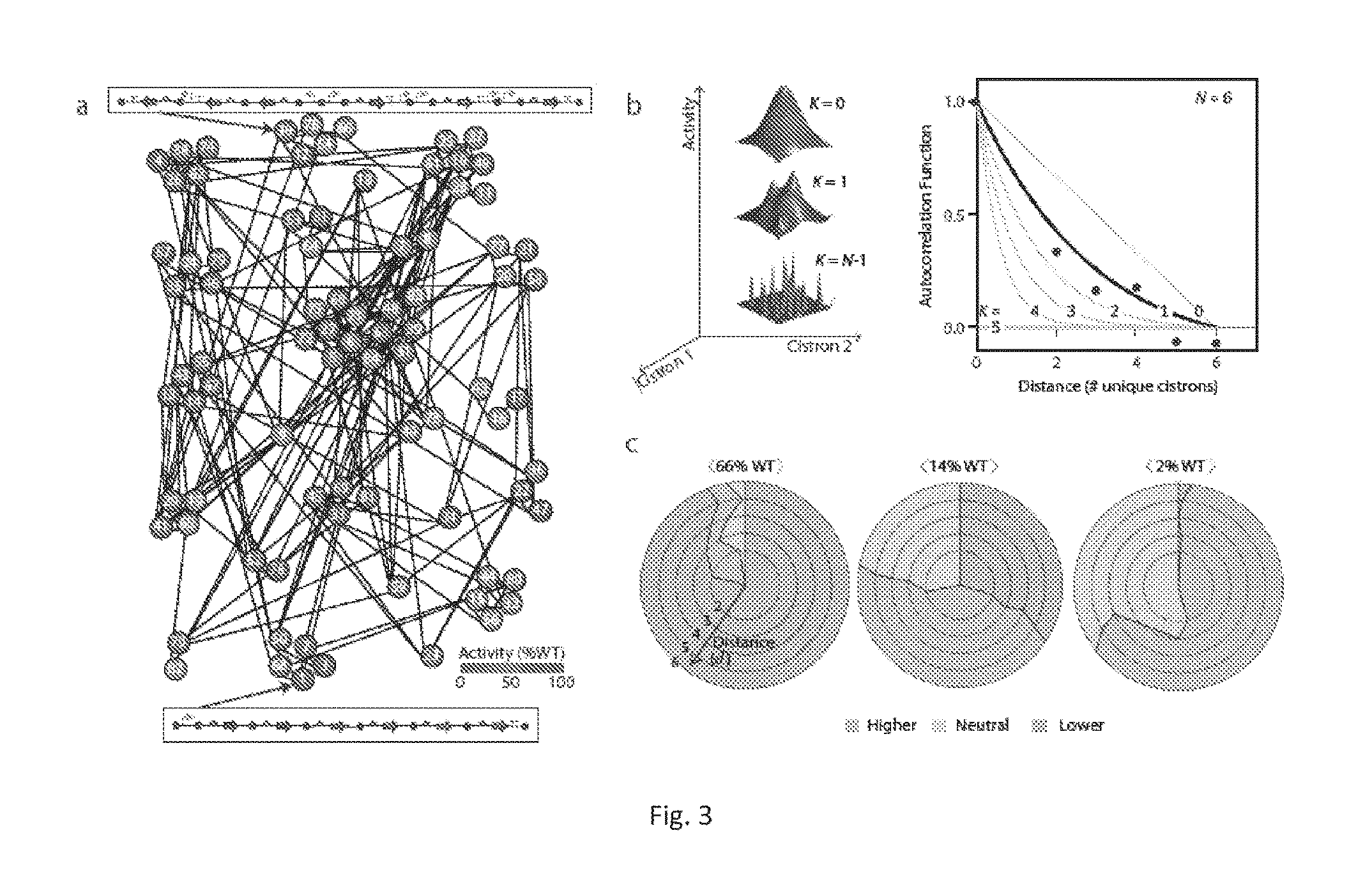 Directed evolution of synthetic gene cluster