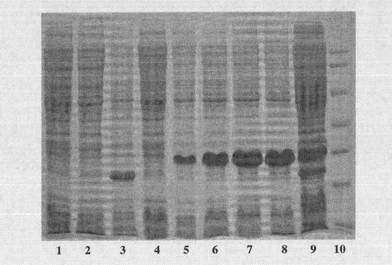 Hypha mycin gene and karyogamy gene-engineering bacteria thereof