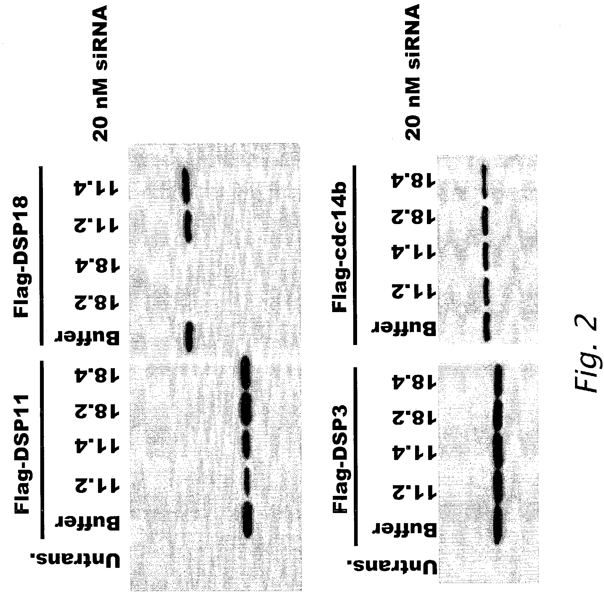 Modulation of biological signal transduction by RNA interference