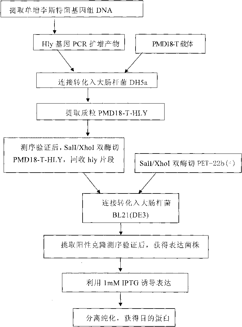 Prokaryotic expression and purification method for listeria monocytogenes hemolysin O