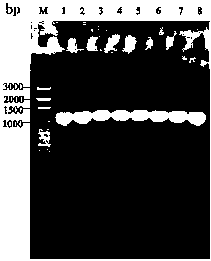 Enol dehydrogenase, encoding gene, carrier, engineering bacteria and application of enol dehydrogenase