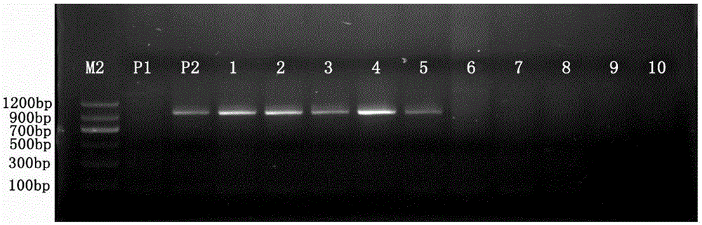 Molecular markers m3b-1a and m3b-2a of the qtl locus qphs.sicau-3b.1 for ear germination resistance in wheat and their applications