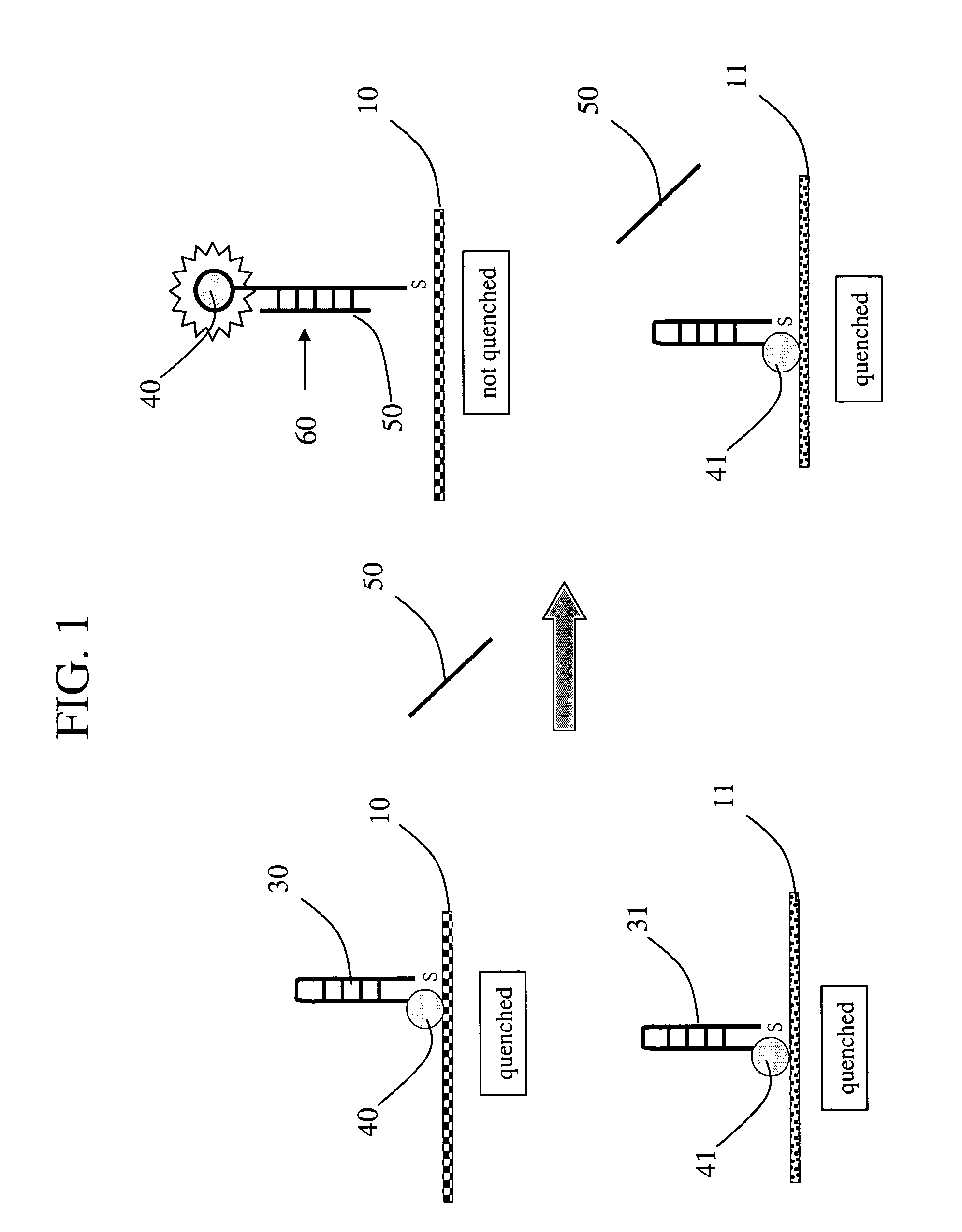 Multiplexed molecular beacon assay for detection of human pathogens