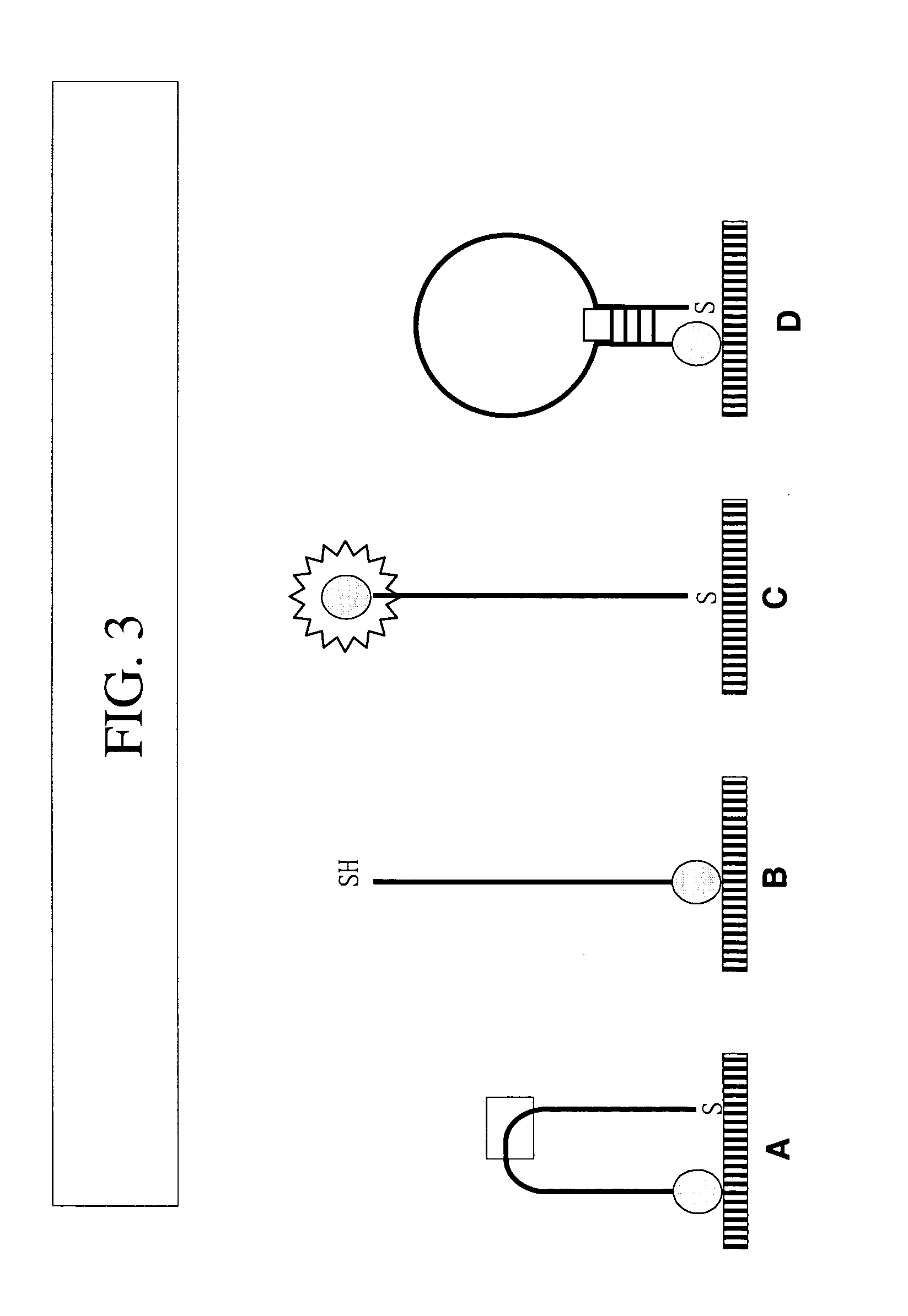 Multiplexed molecular beacon assay for detection of human pathogens