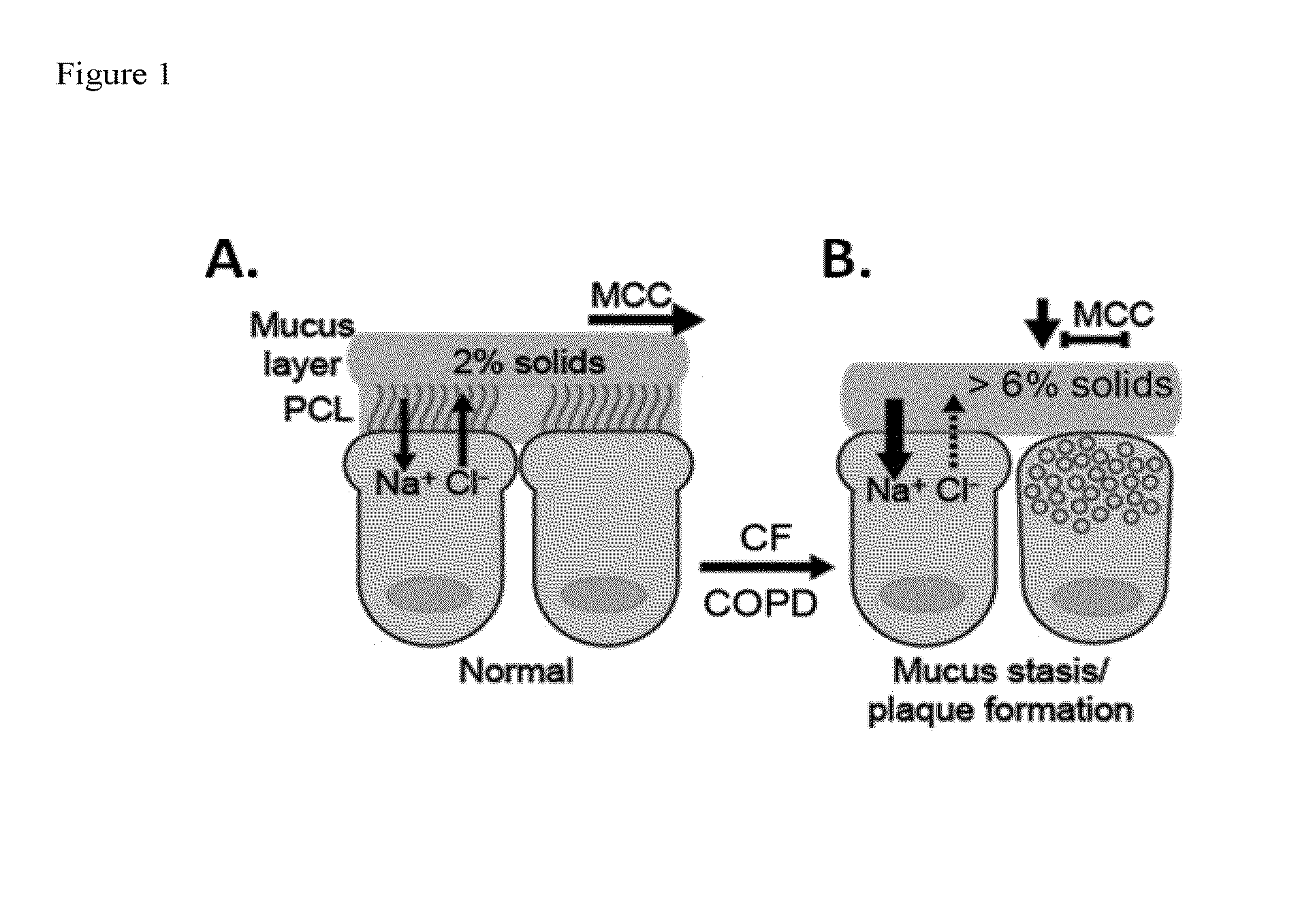 Dithiol mucolytic agents