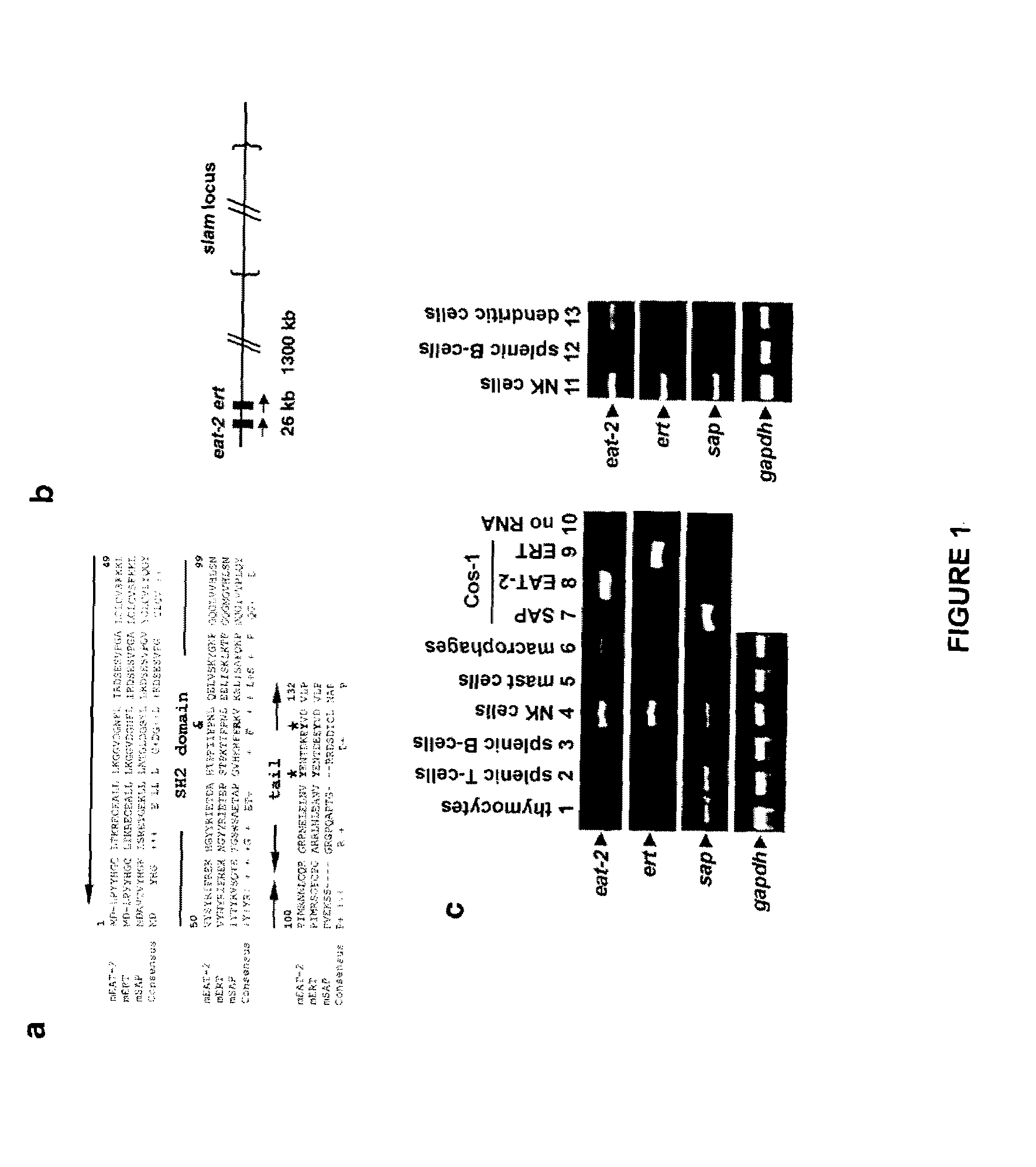 Negative regulation of NK cell functions by EAT-2, a sap-related adaptor expressed in innate immune cells