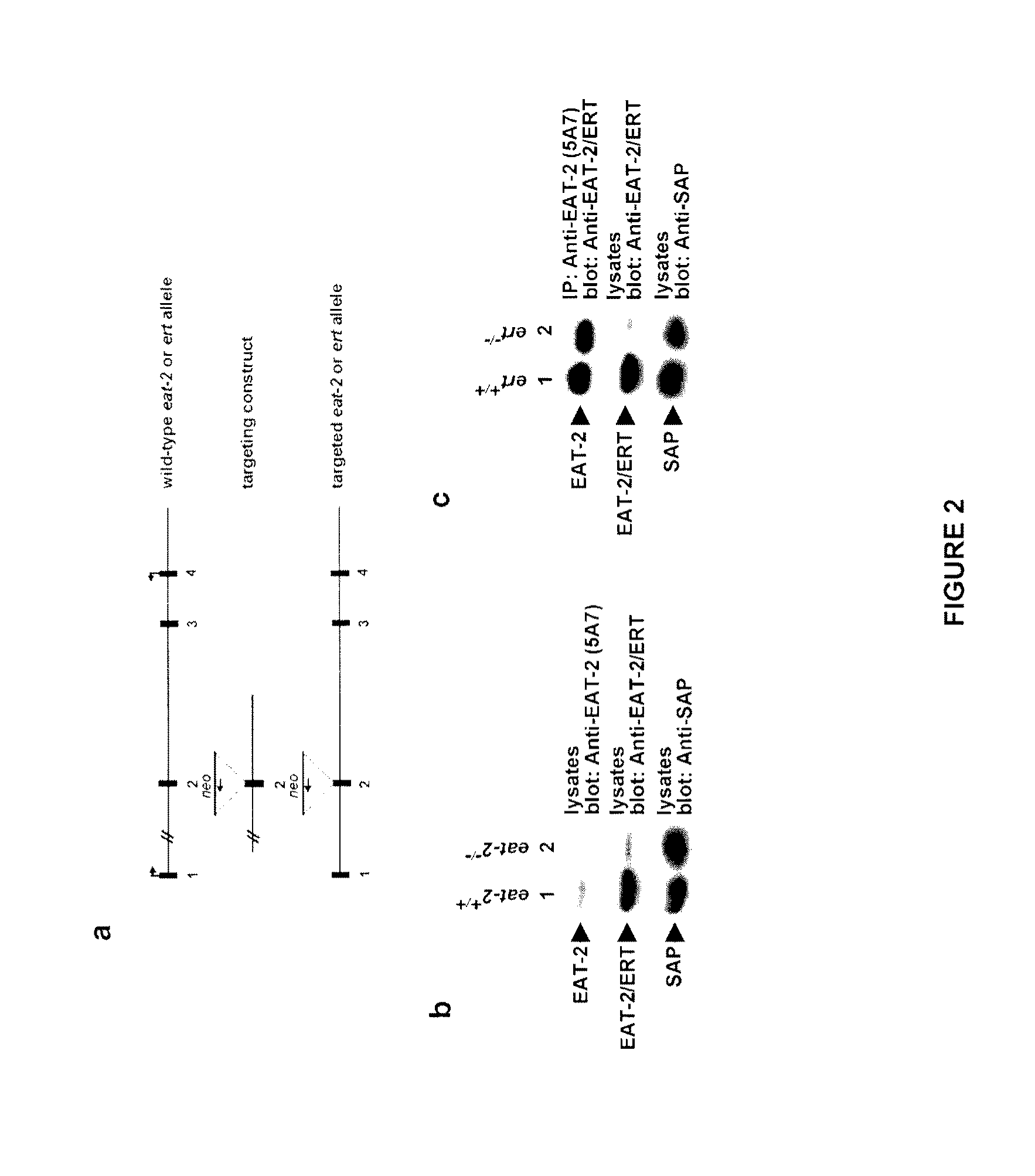 Negative regulation of NK cell functions by EAT-2, a sap-related adaptor expressed in innate immune cells