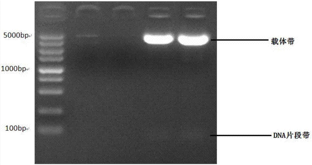 C-Myc protein combinable DNA (Deoxyribonucleic Acid) segment and application thereof to c-Myc activity detection