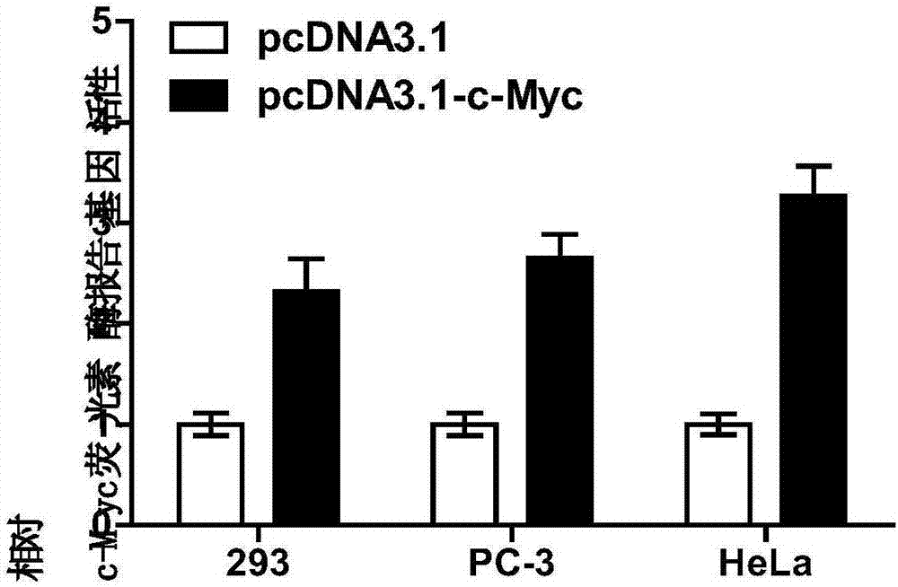 C-Myc protein combinable DNA (Deoxyribonucleic Acid) segment and application thereof to c-Myc activity detection