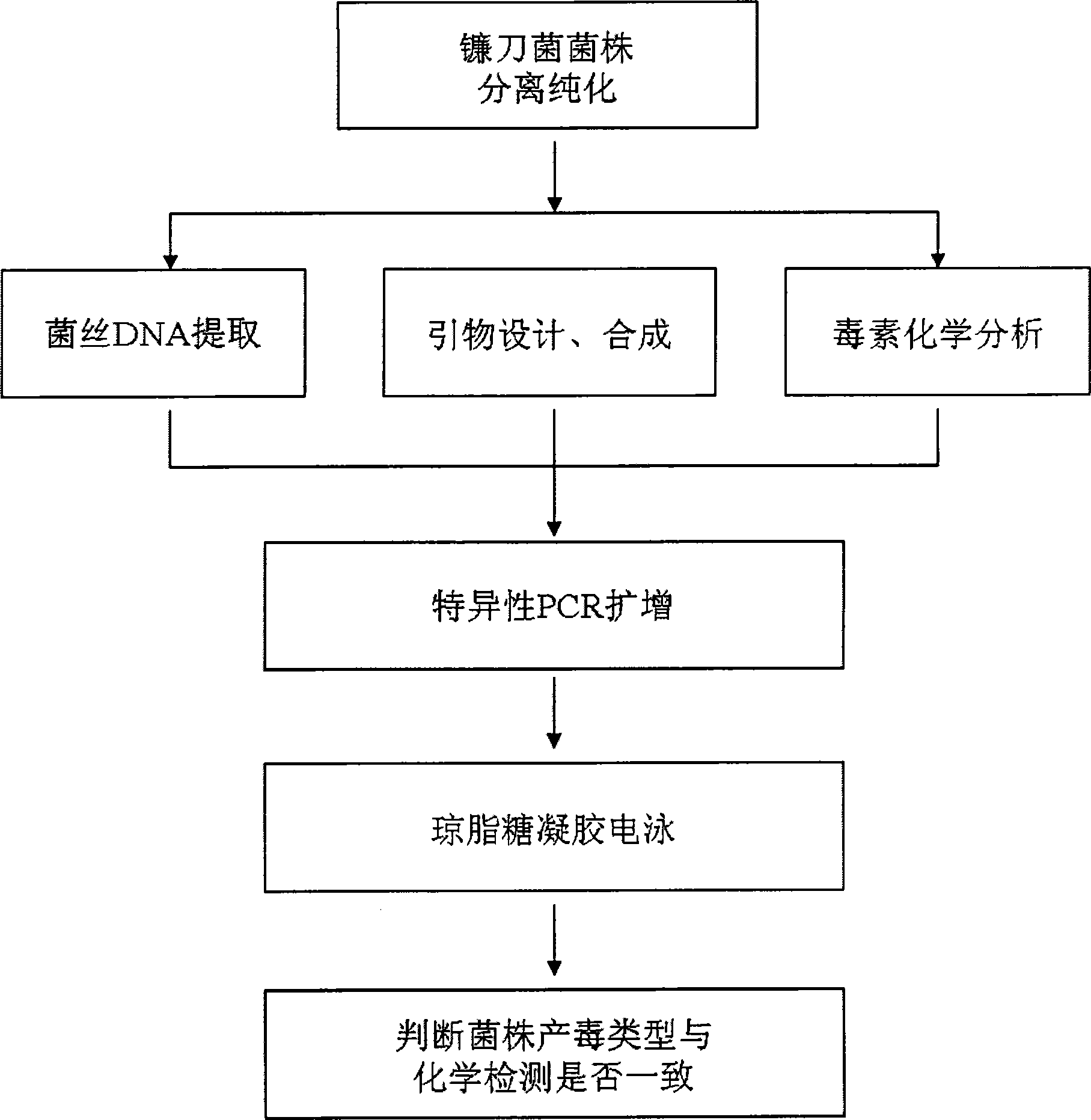 Molecular identification method of trichothecene type-A toxins of fusarium